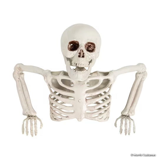 TABLE TOP-HALF SKELETON