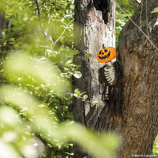 PUMPKIN CREEPER