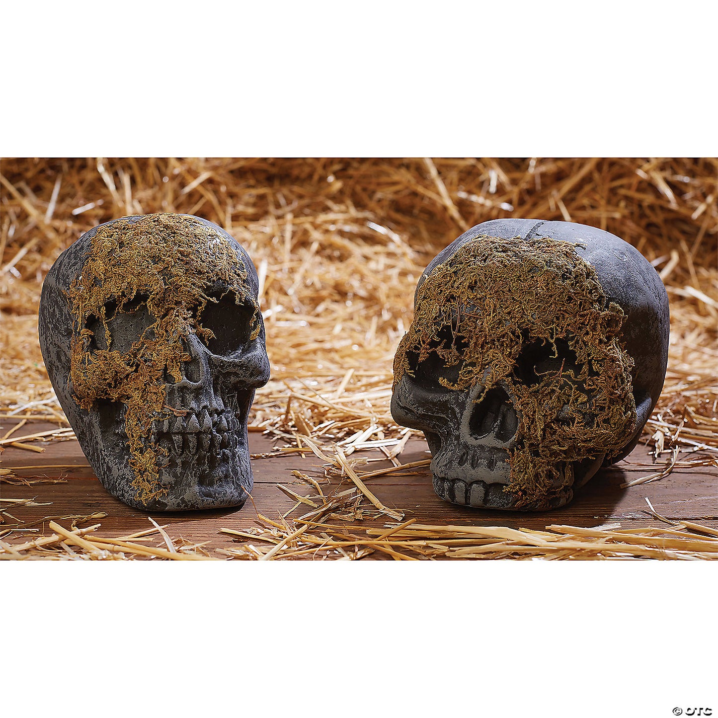 SKULL MOSS COVERED NO JAW
