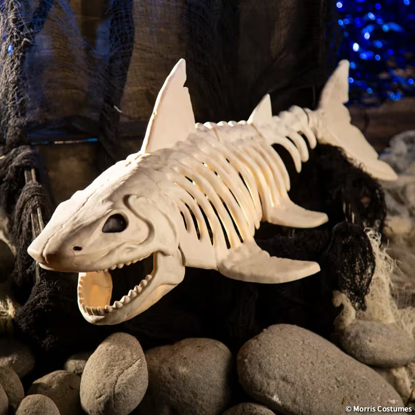 SHARK SKELETON