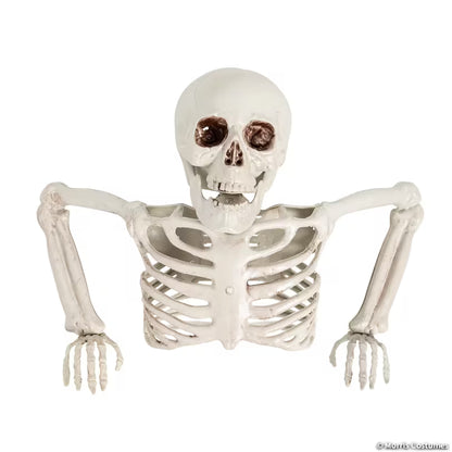 TABLE TOP-HALF SKELETON