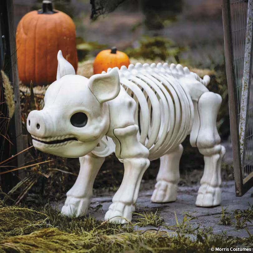 PIG SKELETON