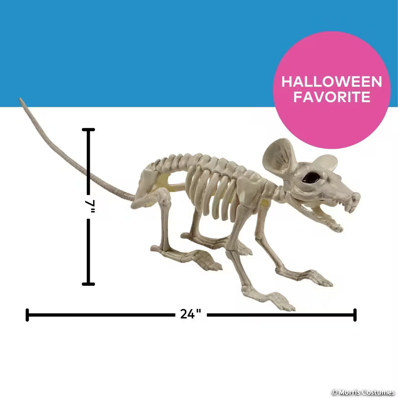 LARGE RAT SKELETON