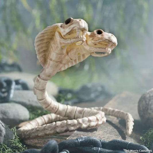 TWO HEAD COBRA SNAKE SKELETON