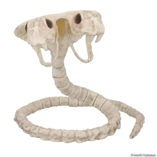 TWO HEAD COBRA SNAKE SKELETON