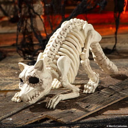 SKELETON RACOON