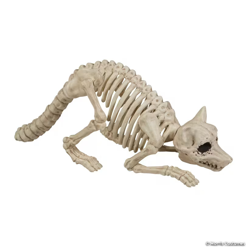 SKELETON RACOON