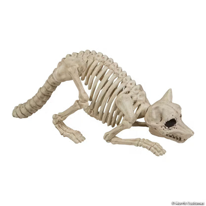 SKELETON RACOON