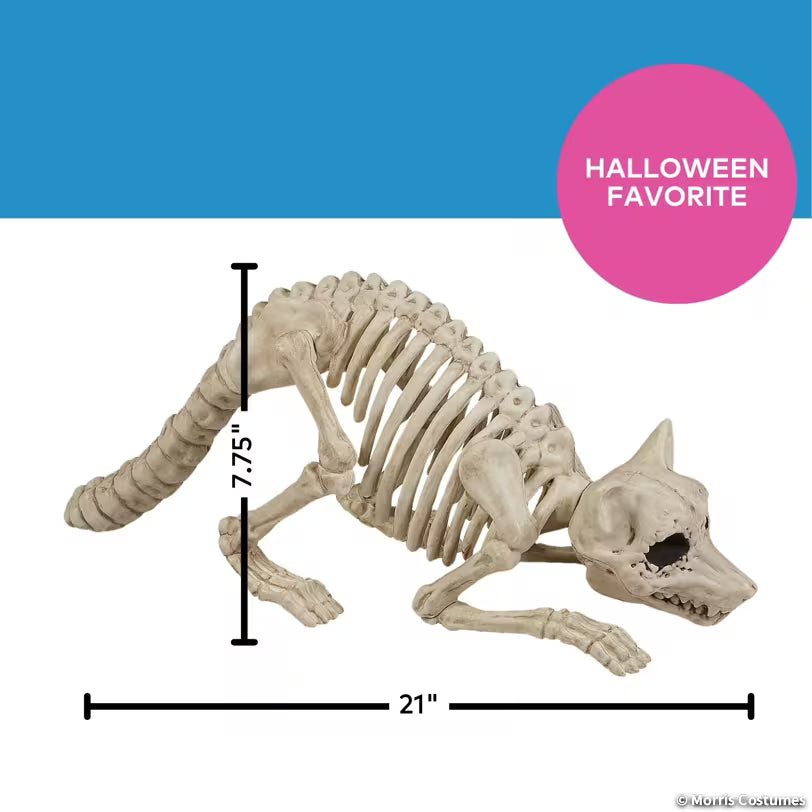 SKELETON RACOON
