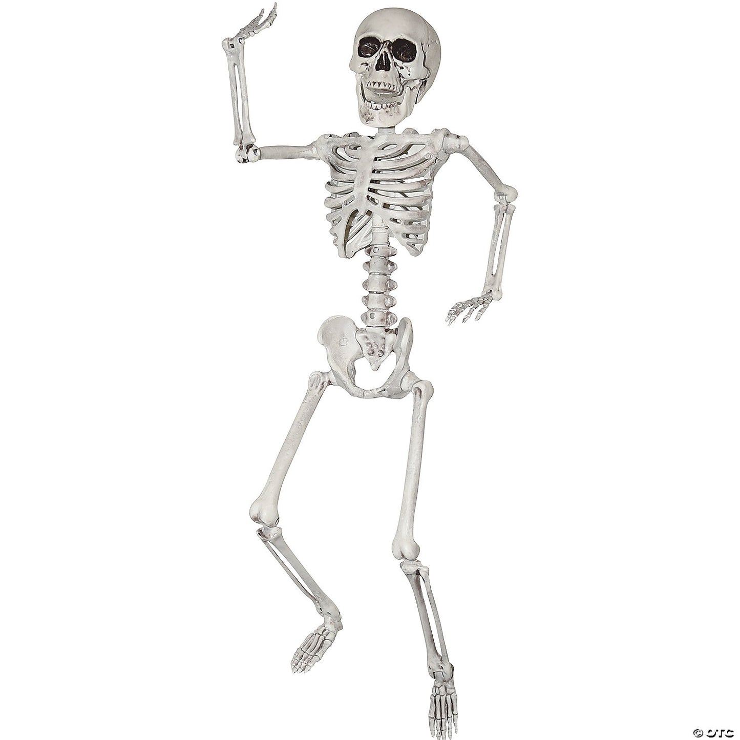 SKELETON 24 IN.